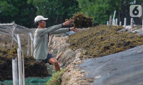 Bocoran Bappenas: Prabowo Bakal Dorong Hilirisasi Rumput Laut di Tahun Pertamanya Jadi Presiden