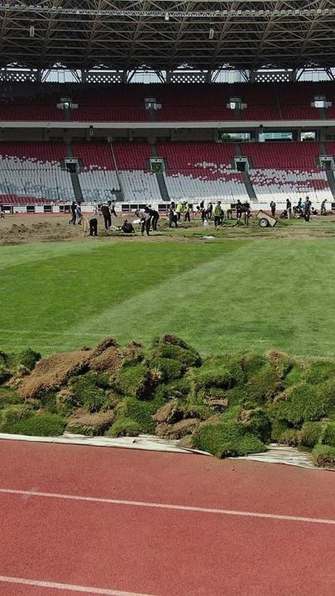 Potret Rumput Stadion GBK Ditanam Secara Manual, Eks Pelatih Timnas Futsal Sampai Bilang 'Ini Bukan Sawah'