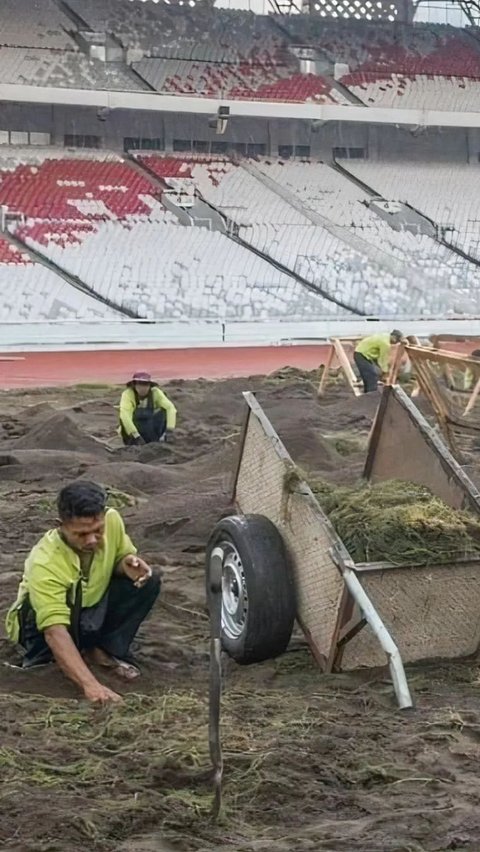 Potret Rumput Stadion GBK Ditanam Secara Manual, Eks Pelatih Timnas Futsal Sampai Bilang 'Ini Bukan Sawah'