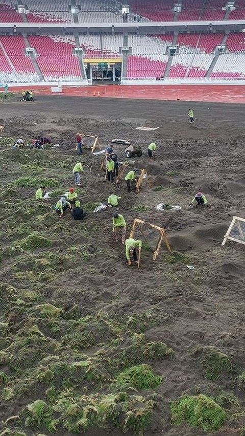 Portrait of GBK Stadium Grass Planted Manually, Coach Justin: This is Not a Rice Field