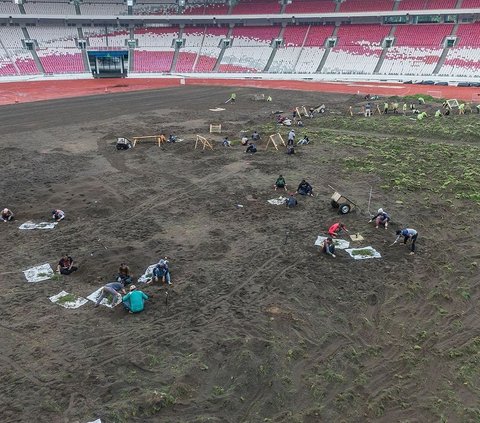 Portrait of GBK Stadium Grass Planted Manually, Coach Justin: This is Not a Rice Field