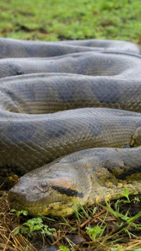 Membandingkan Anaconda Reptil Asal Amazon dan Piton Penguasa Hutan Asia, Kuat Siapa?