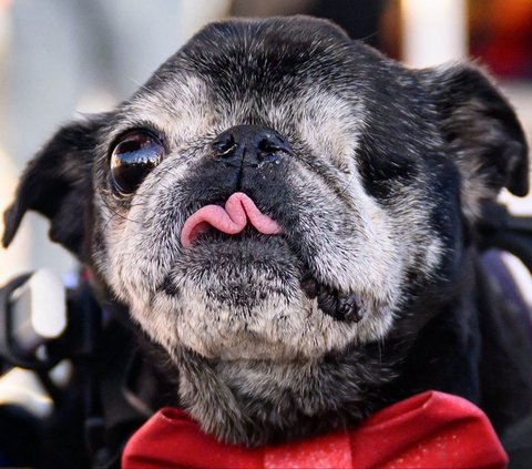 FOTO: Ketika Anjing Berkompetisi Jadi yang Paling Jelek di Dunia, Ini Tampang Pemenangnya