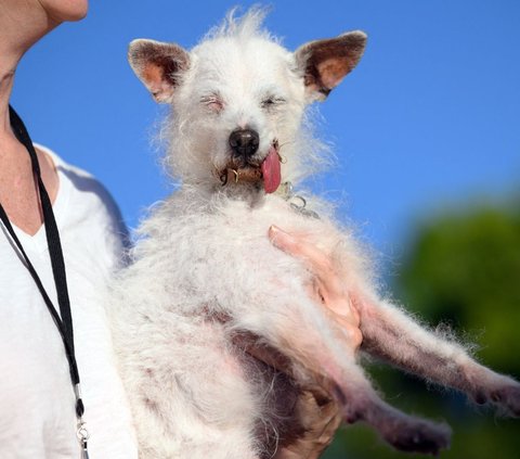 FOTO: Ketika Anjing Berkompetisi Jadi yang Paling Jelek di Dunia, Ini Tampang Pemenangnya