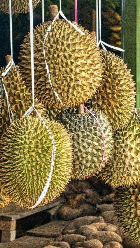 Luhut Ungkap Indonesia Bisa Raup Cuan Rp131 Triliun Lewat Durian, Bagaimana Caranya?