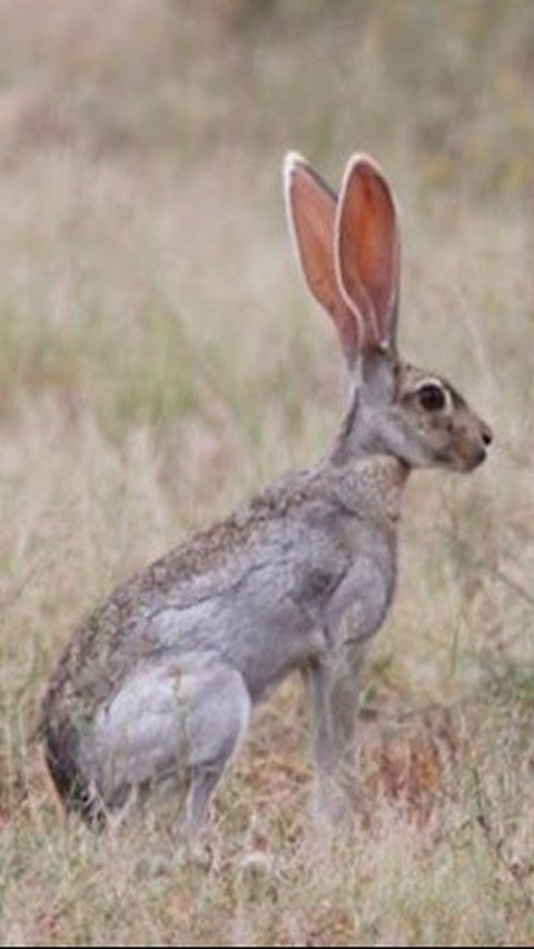 4. Antelope Rabbit