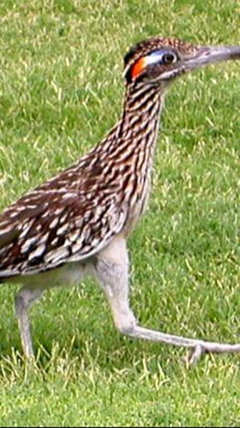 6. Roadrunner or Chapparal Bird