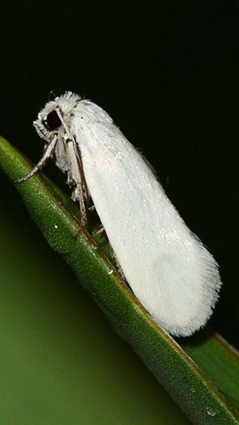 8. Yucca Moth
