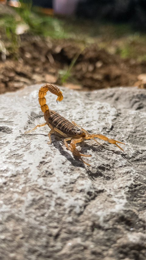 9. Scorpion