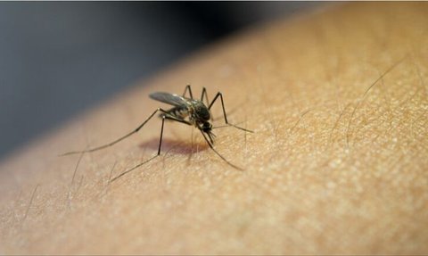 Tekan DBD, Kemenkes Target Penyebaran Nyamuk Wolbachia di 230 Kabupaten dan Kota Dalam Lima Tahun