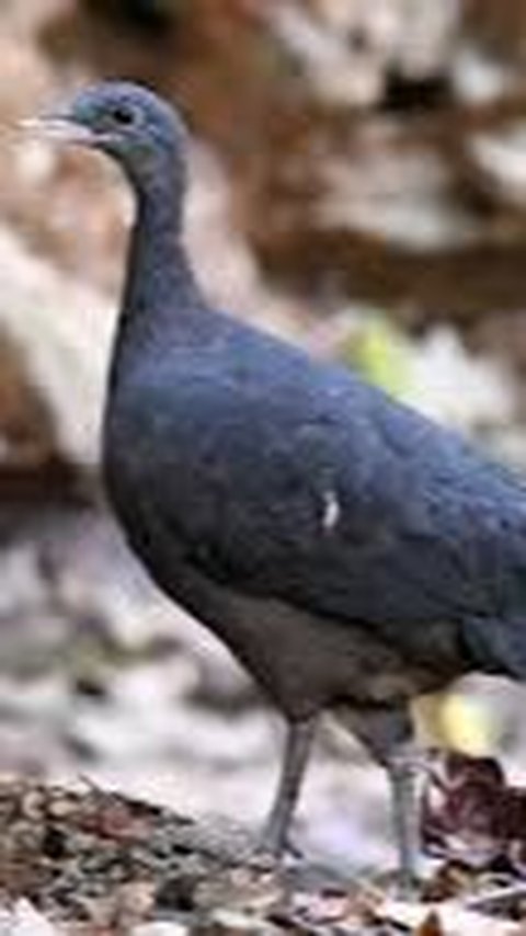 5. Black Tinam Bird