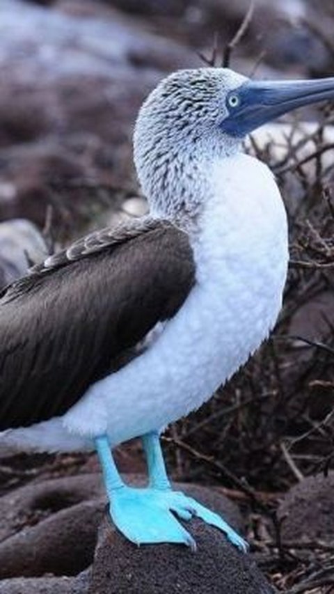 6. Blue-legged Stone Goose