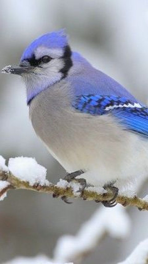 7. Blue Jay Bird