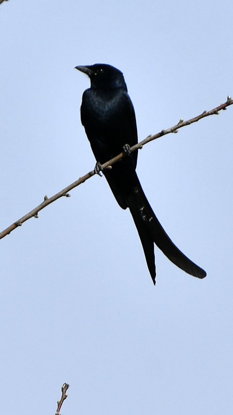 13. Black Bird
