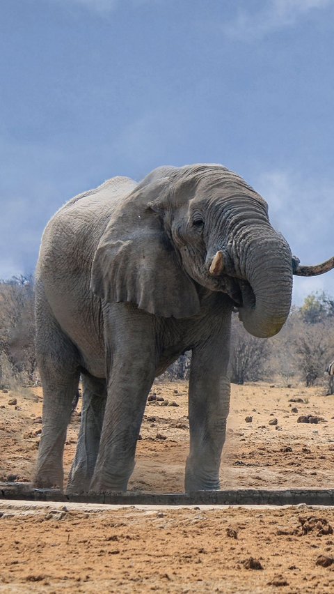 1. Gajah