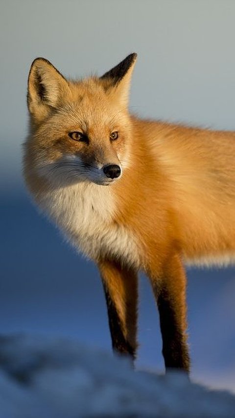 3. Fennec Fox