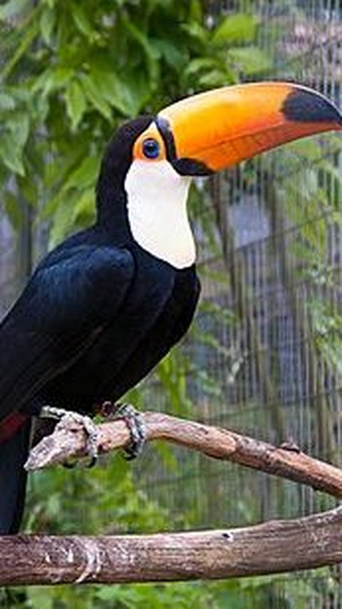 4. Toucan Toco Bird