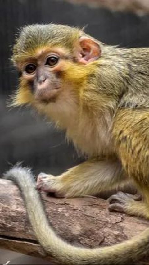 10. Monyet Talapoin