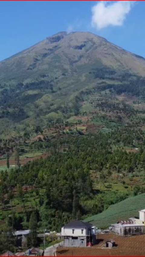 Menilik Keindahan Perkampungan di Lereng Gunung Sindoro, Mayoritas Warga Bekerja Sebagai Pemetik Teh