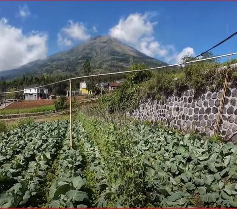 Menilik Keindahan Perkampungan di Lereng Gunung Sindoro, Mayoritas Warga Bekerja Sebagai Pemetik Teh