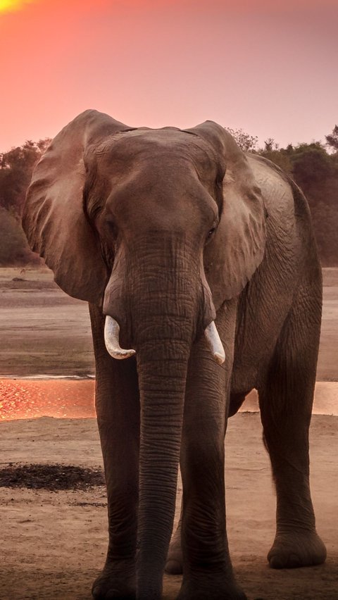 2. Gajah<br>