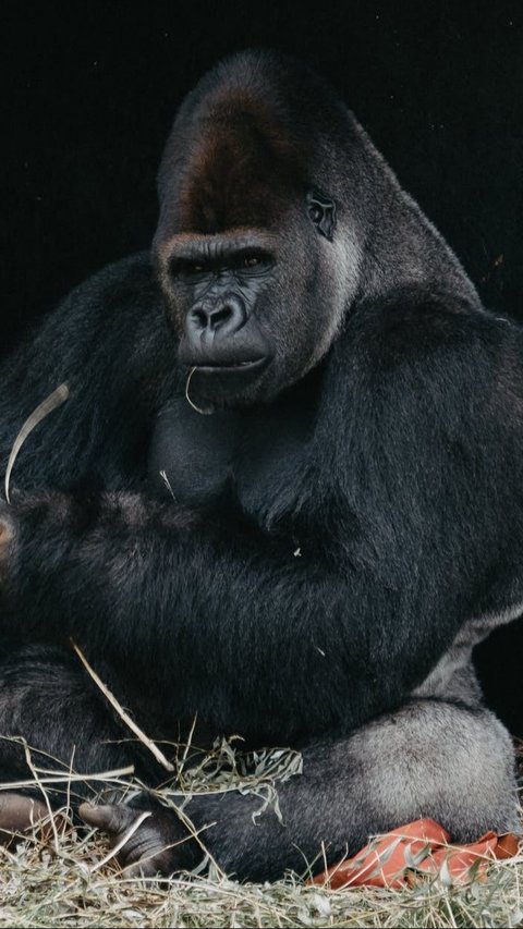 3. Gorila<br>