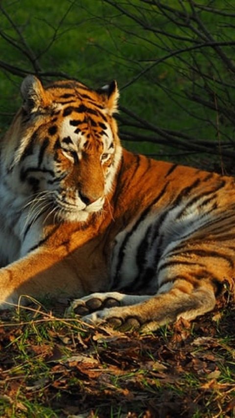 6. Harimau<br>