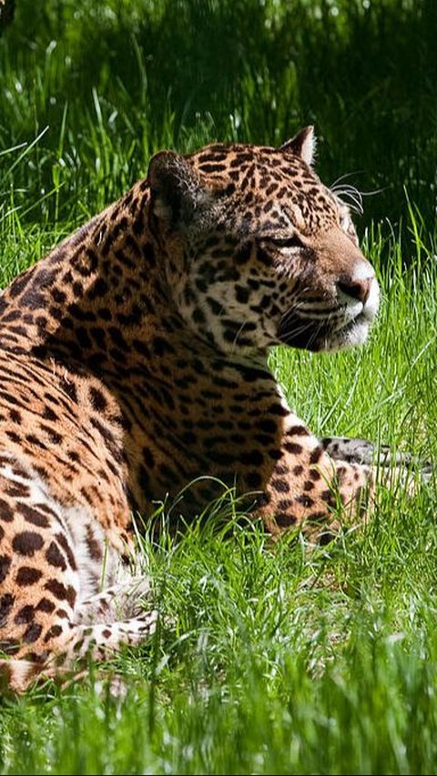 9. Jaguar<br>