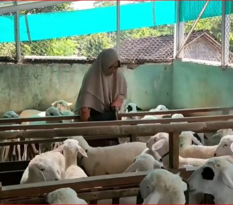 Wanita Ini Banting Setir dari Karyawan Jadi Peternak Domba, Omzet Capai Rp200 Juta Per Tiga Bulan