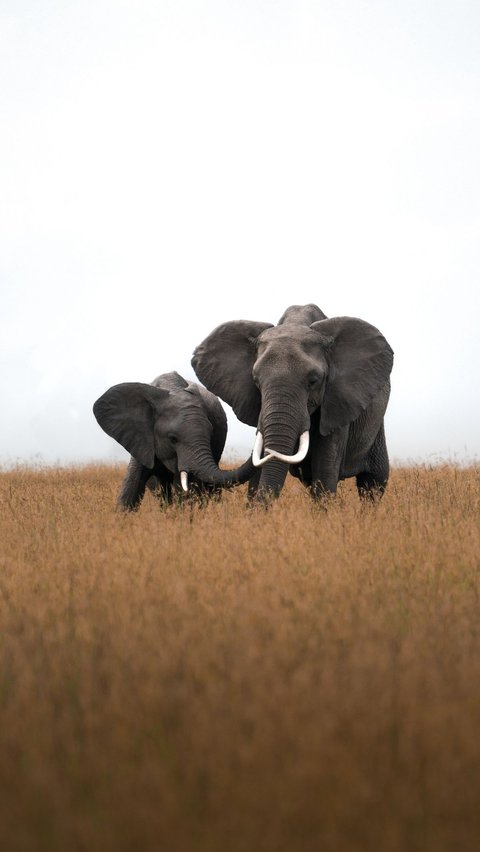 12  Hewan yang Memiliki Telinga Besar dan Lebar di Dunia, Bukan Cuma Gajah<br>