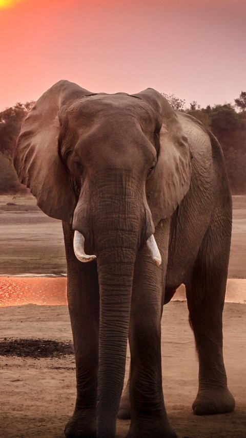 1. Gajah<br>