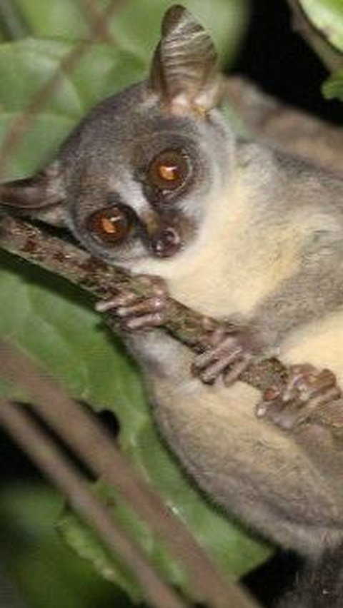 Galago Angola (Elena Bersacola/Nocturnal Primate Research Group)