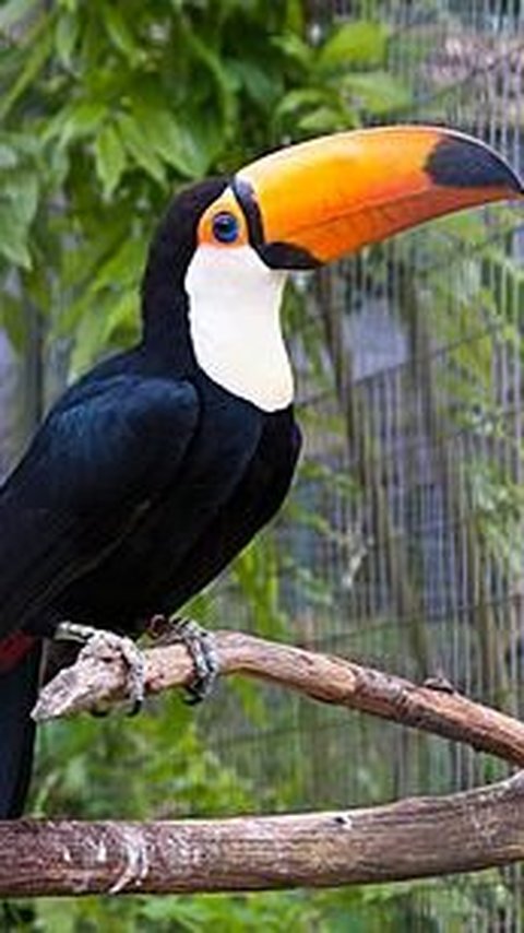 4. Burung Toucan Toco<br>