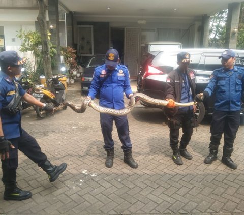 Mengerikan, Ular Sanca 4 Meter Bersarang di Kloset Kamar Mandi Warga Tangerang