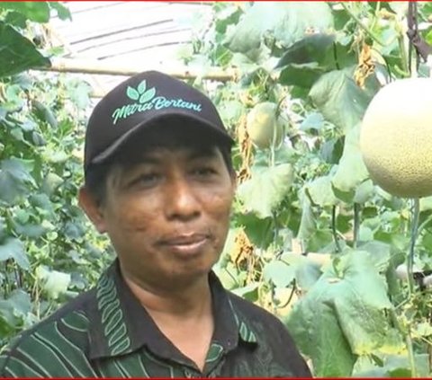 Mantan Anggota DPRD Rembang Ini Beralih Profesi sebagai Petani Melon, Begini Kisahnya