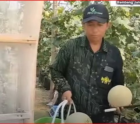 Mantan Anggota DPRD Rembang Ini Beralih Profesi sebagai Petani Melon, Begini Kisahnya