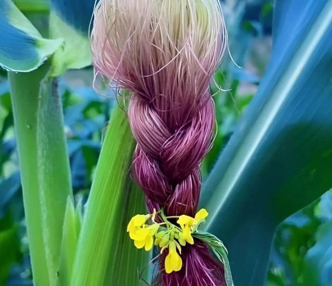 Beautiful Aesthetic Corn Hair Braided and Colored Ombre, Looks Like Natural Hair