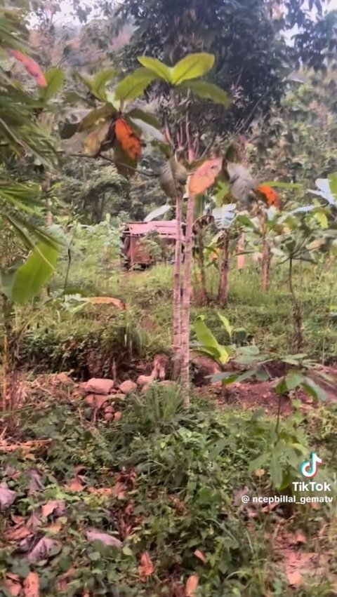 Viral satu keluarga tinggal di gubuk tak layak huni di tengah hutan, bikin pilu.