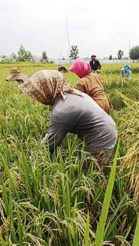 Ilustrasi petani. (Dok. Kementan)