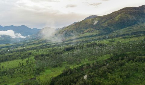 What is happening to the Papua Forest?