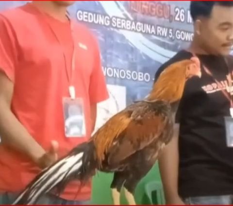 Serunya Kontes Ayam Ekor Lidi di Semarang, Harganya Capai Puluhan Juta Rupiah