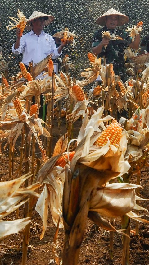 FOTO: Mesra Panen Jagung di Ciletuh, KASAD dan Mentan Bersinergi Mengubah Lahan Tidur Jadi Area Food Estate<br>