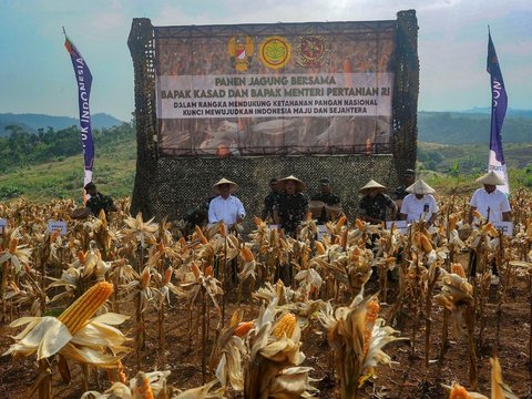 FOTO: Mesra Panen Jagung di Ciletuh, KASAD dan Mentan Bersinergi Mengubah Lahan Tidur Jadi Area Food Estate