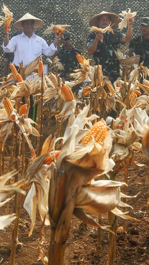 Dalam kerjasama dengan Kostrad TNI AD, hampir seratus hektar lahan tidur telah diubah menjadi area food estate kebun jagung. Foto: merdeka.com / Arie Basuki<br>