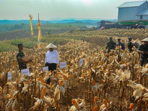 FOTO: Mesra Panen Jagung di Ciletuh, KASAD dan Mentan Bersinergi Mengubah Lahan Tidur Jadi Area Food Estate