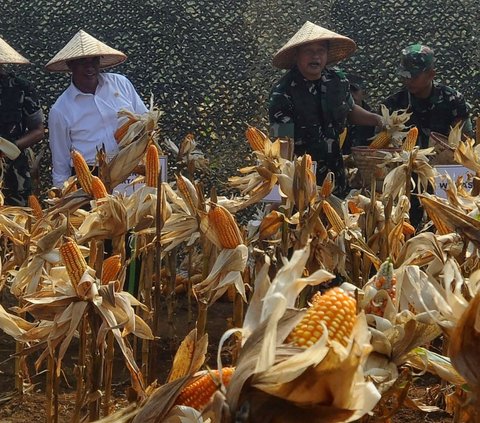 FOTO: Mesra Panen Jagung di Ciletuh, KASAD dan Mentan Bersinergi Mengubah Lahan Tidur Jadi Area Food Estate