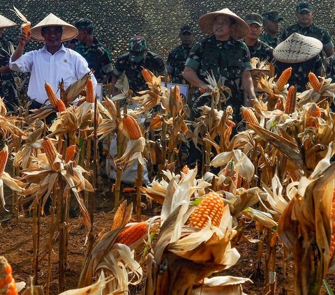 FOTO: Mesra Panen Jagung di Ciletuh, KASAD dan Mentan Bersinergi Mengubah Lahan Tidur Jadi Area Food Estate