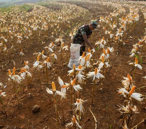 Dalam setiap panen yang dilakukan setiap tiga bulan, petani berhasil menghasilkan sekitar 7 hingga 8 ton jagung. Foto: merdeka.com / Arie Basuki<br>
