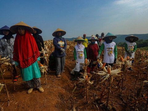 FOTO: Aksi Anggota Kostrad TNI AD Bantu Para Petani Memanen Jagung Hibrida di Ciletuh