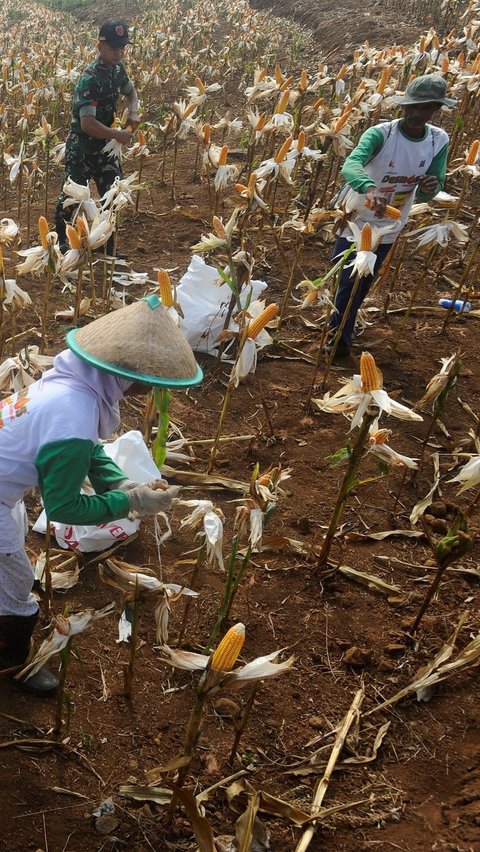 Pemanfaatan lahan tidur menjadi area food estate kebun jagung ini menjadi solusi yang tepat dalam mengatasi masalah ketahanan pangan di Indonesia. Foto: merdeka.com / Arie Basuki<br>